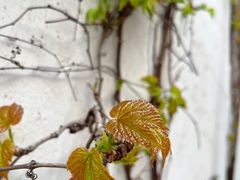 -青果巷历史文化街区