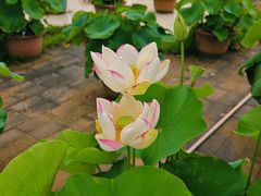 -莲花池公园