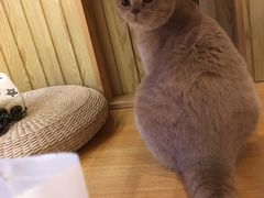 -Catmate·猫肥家润(金润铂宫店)