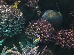 -暹罗海洋世界