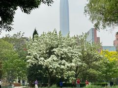 -泰丰公园