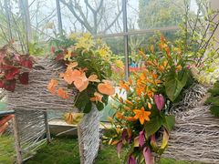 -上海鲜花港