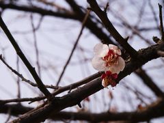 梅花-香雪海
