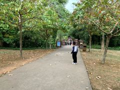 -南宁良凤江国家森林公园