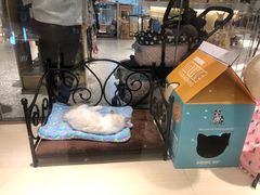 -momokira米努特·德文卷毛猫·棉花面纱犬