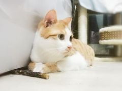 -灵美宠物诊所