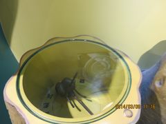 IMG_2830-上海昆虫博物馆