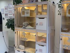 -柚子猫舍·精品猫舍购猫·猫咪认养·购宠·宠物店