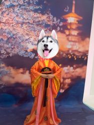 -后宫·古装汉服京剧儿童亲子全家福摄影