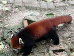 -成都大熊猫繁育研究基地