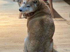 -小时光咖啡馆(开森度假森林店)