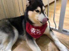 -Husky Go! 哈士奇体验馆·宠物咖啡厅狗咖
