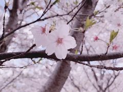 -樱花山风景区