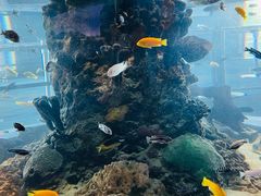 -瑞普利水族馆