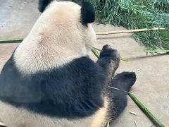 -杭州动物园