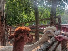 -清迈夜间动物园