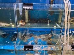 -东极岛海鲜