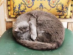 -猫小院猫主题餐厅(南锣旗舰店)