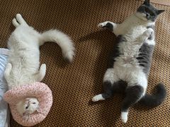-凯瑞希宠物医院·狂犬免疫·微创·皮肤科