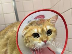 -FAELING PETS美天灵宠物(富力广场店)
