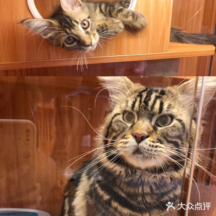 广州猫舍 | 专做德文缅因布偶的正规良心猫舍🐱
