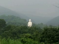 -大屏嶂森林公园