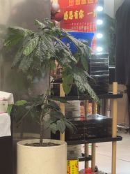 -JH佳卉美甲美睫