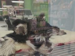 -FAELING PETS美天灵宠物(合生汇店)