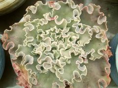 -龙大花卉苗木市场