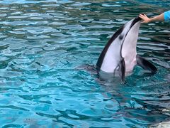 -珠海长隆海洋王国