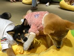 -逗柴咖啡屋·狗咖猫咖宠物桌游