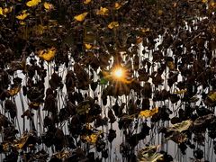 -合肥滨湖国家森林公园