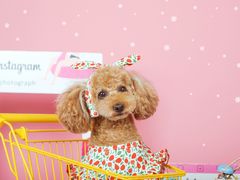 -超宠爱宠物摄影-Super pet