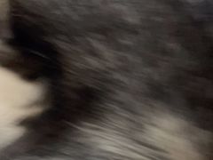 -Husky Go! 哈士奇体验馆·宠物咖啡厅狗咖