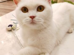 -BABIT巴比特宠物(MOMOPARK店)