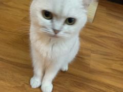 -猫爪屋猫咖(乐汇城店)