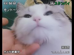 -团子家猫咪猫咖馆·柯基·柯尔鸭