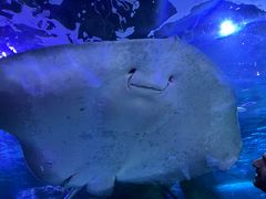-悉尼海洋生物水族馆