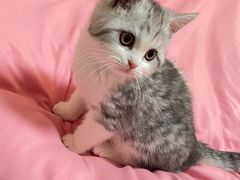 -暖阳宠物医院·犬猫康复中心·骨科