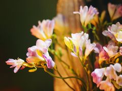 -花·fleur古董西餐厅(西城夜未央店)