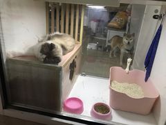 -李小姐の猫咖啡馆(五角场店)