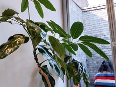 -VOYAGE COFFEE(杨梅竹店)