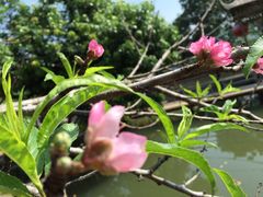 一年开几次的桃花-水库河鲜村