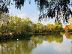 -新江湾城公园