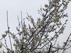 -香雪海