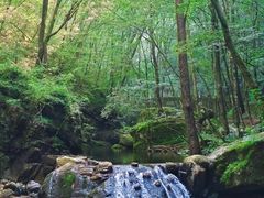 -牛背梁国家森林公园