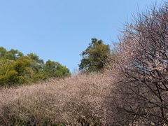 -桃花涧