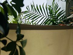 -BeauTea水仙(coco park店)