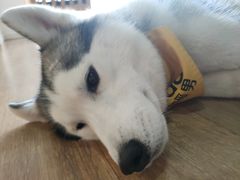 -Husky Go! 哈士奇体验馆·宠物咖啡厅狗咖