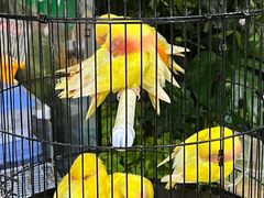 -溪岸路花鸟市场